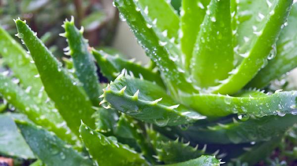 蘆薈能治療燙傷嗎