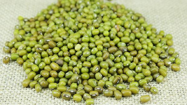 毛綠豆好還是明綠豆好