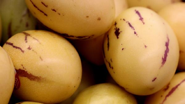 什么食物可以活血化瘀