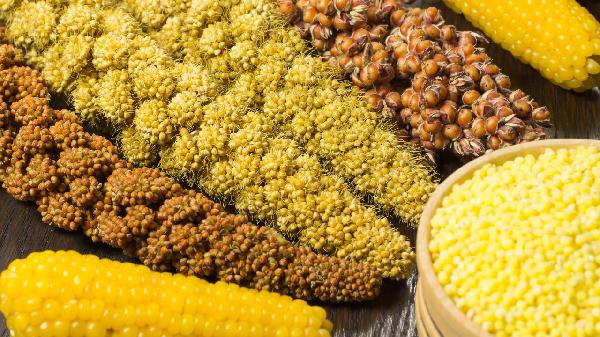 減脂粗糧有哪些食物