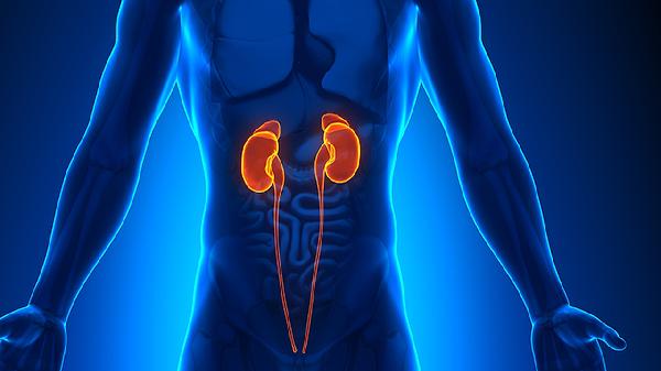 肾囊肿3个办法消退肾积水吗能治好吗