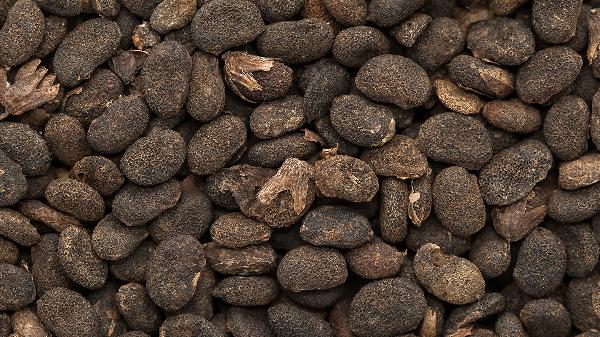 一味中药泡水壮阳