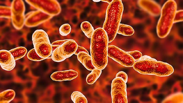 細菌性痢疾是什么病毒