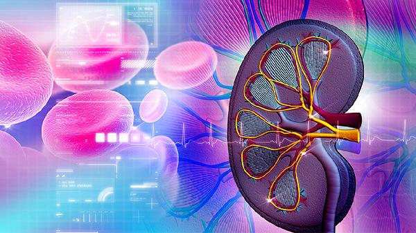 腎功能不全血肌酐正常嚴重嗎