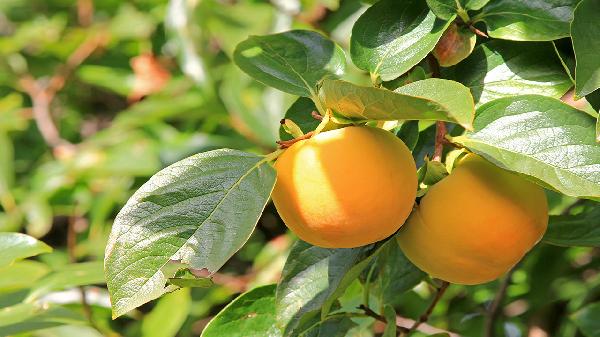 柿子去澀怎么處理