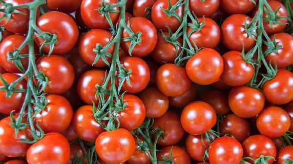 西紅柿抹藥對人有害嗎