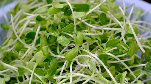 青菜的保存最佳方法有哪些