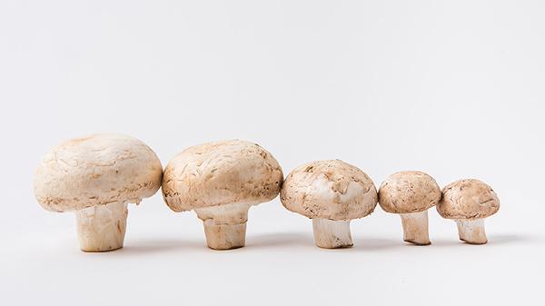 怎么驗證蘑菇有沒有毒