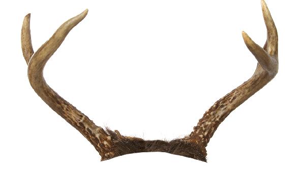 鹿角菜怎么吃最有營(yíng)養(yǎng)