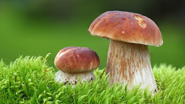 新鮮白蘑菇可以放冰箱幾天