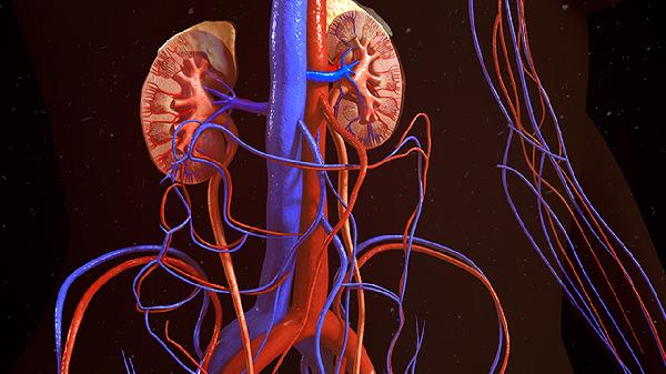 腎血管瘤手術(shù)大需要多少錢