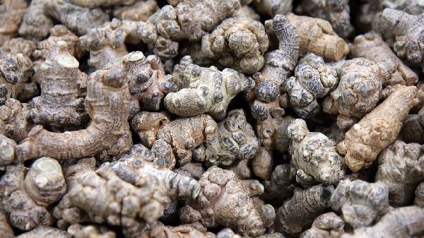 男人吃三七有什么好處