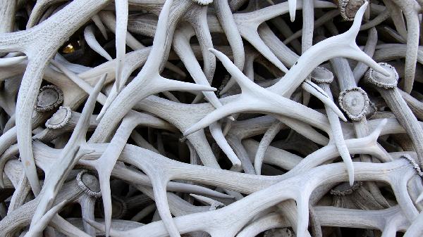 10斤酒泡多少鹿角片