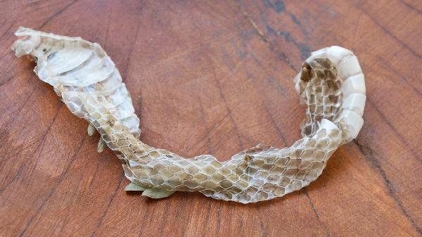 中药治疗老年性便秘