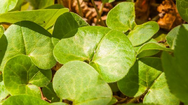 丁香細辛泡酒外用延時