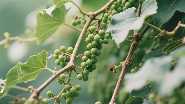 葡萄吃多了對身體有什么害處