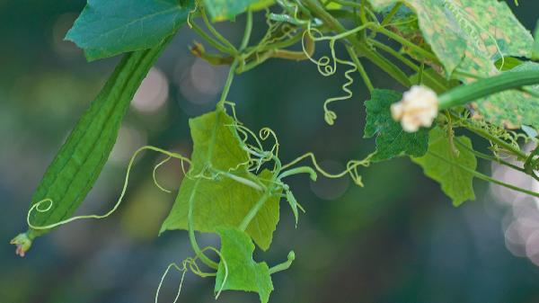 絲瓜一般炒幾分鐘能熟