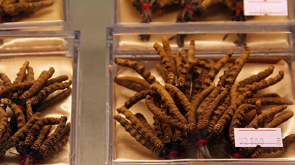 冬蟲夏草怎么吃最方便