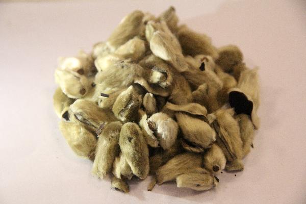 中藥瘦瘦包真的可以減肥嗎?