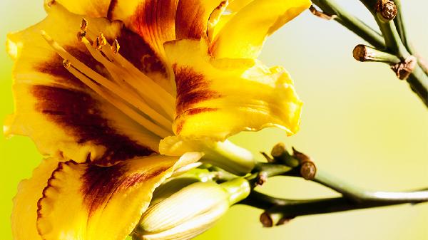 新鮮黃花菜怎樣去除毒素最有效果