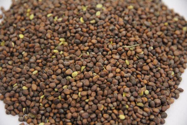 吃中藥治療梅毒有效嗎