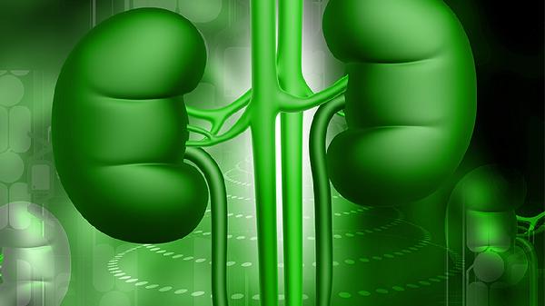 養(yǎng)腎護腎吃什么最好