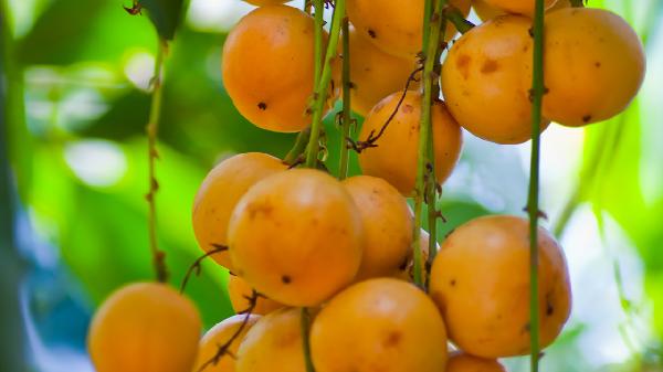 黃皮果泡酒要去掉籽嗎