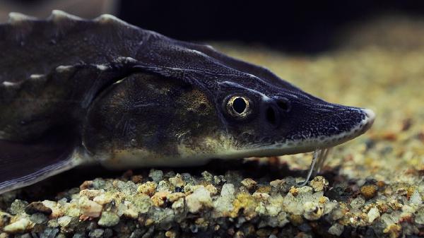 鐵鍋煎魚會粘鍋嗎