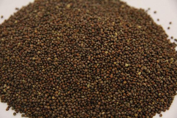 喝中藥吃緊急避孕藥有影響嗎