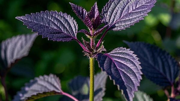 紫蘇子是干什么用的