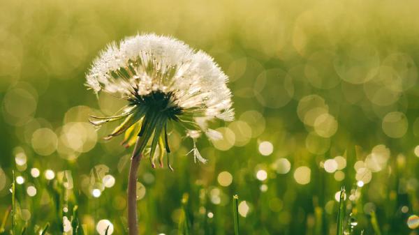 蒲公英煮水一般煮幾次