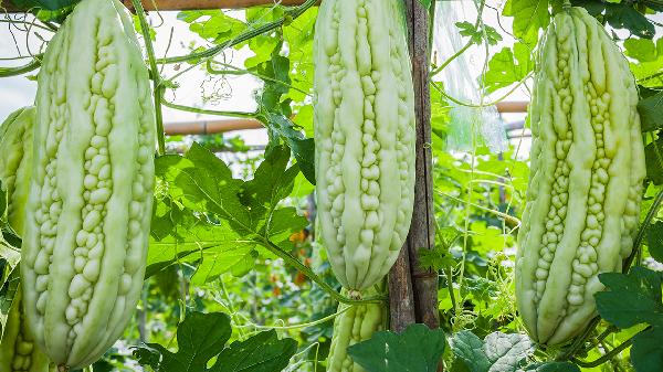 涼拌苦瓜怎么樣做