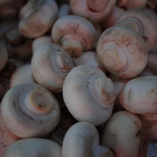 怎么看蘑菇是否變質(zhì)