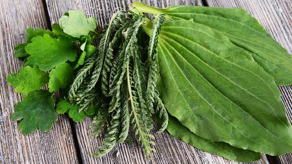 黄柏和车前草能壮阳吗