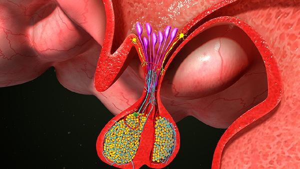 諾如病毒有疫苗預(yù)防嗎