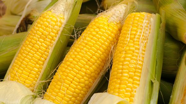 拿热水烫玉米多久能熟