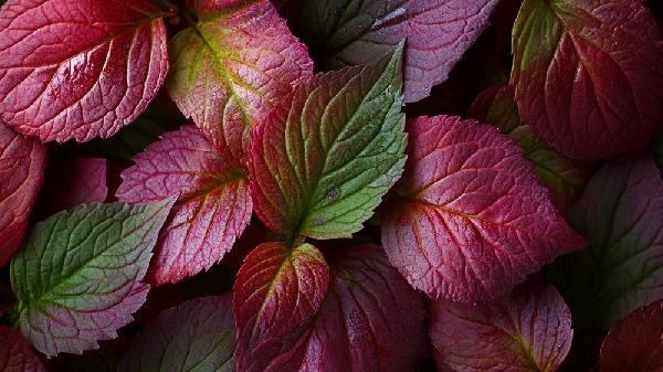 紫蘇葉的功效和禁忌是什么