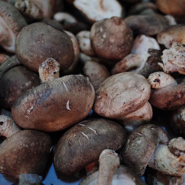 怎樣辨別有毒蘑菇和無毒蘑菇