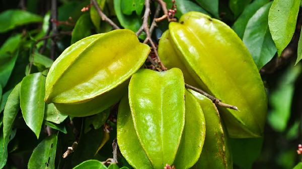 楊桃不能和什么食物一起吃