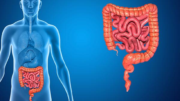 大肚腩是因為大腸里面全是脂肪嗎