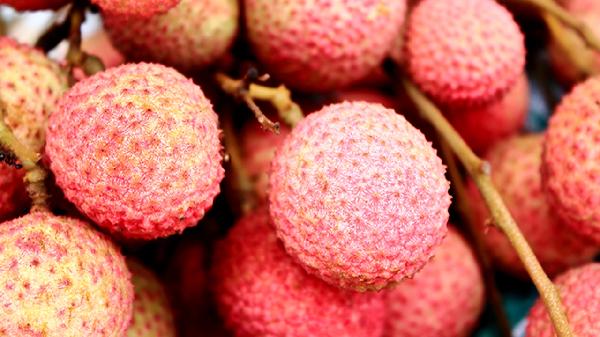 剛生完孩子可以吃荔枝肉嗎