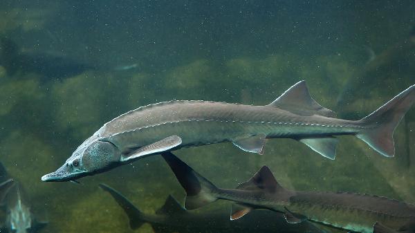 帶魚發(fā)面不好吃的原因