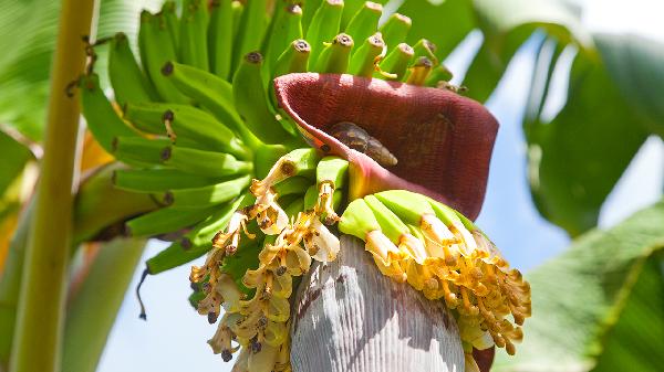 減脂水果有哪些食物可以吃