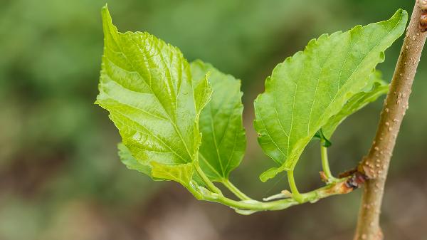 桑葉枸杞泡水喝的功效