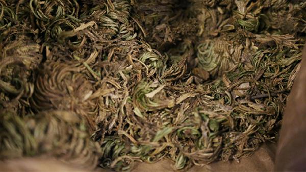 什么中藥消脂去油