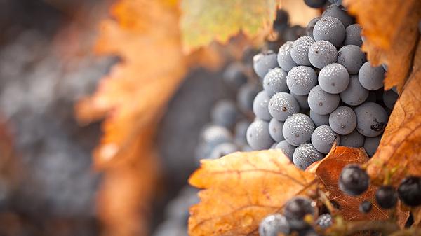 葡萄怎么挑選甜的