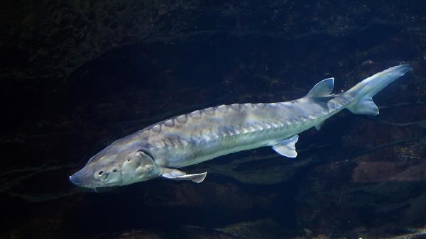 電磁爐煎魚一面煎幾分鐘