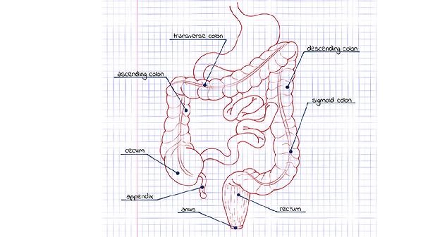 大餐后第二天怎么吃清腸