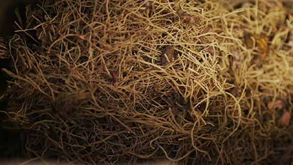 吃什么中藥可以減肥肚子里面的肉