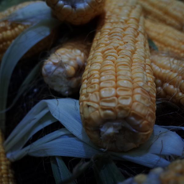 粘玉米煮多久可以熟